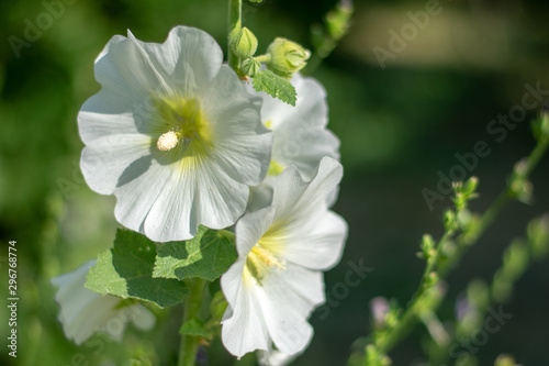 White mallow flowers close-up 2