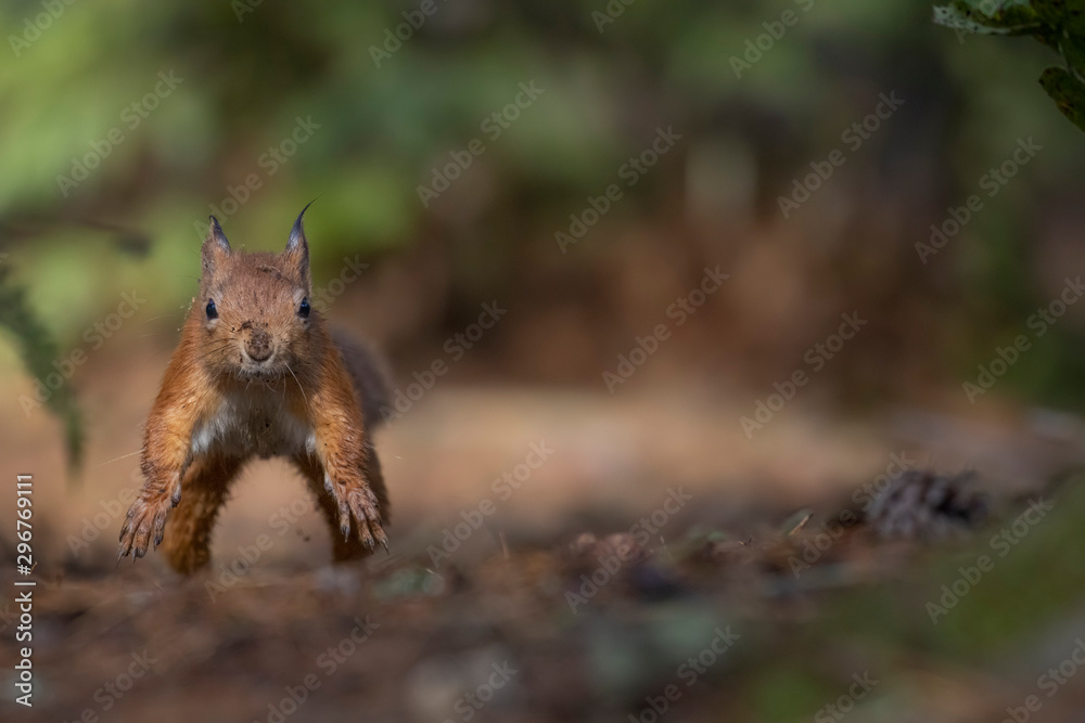 red squirrel, Sciurus vulgaris, running mid air along forest floor ground with pine cones/needles displaying running gait during autumn with orange and red colours in Scotland. red squirrel, Sciurus vulgaris, running mid air along forest floor ground with pine cones/needles displaying running gait during autumn with orange and red colours in Scotland.