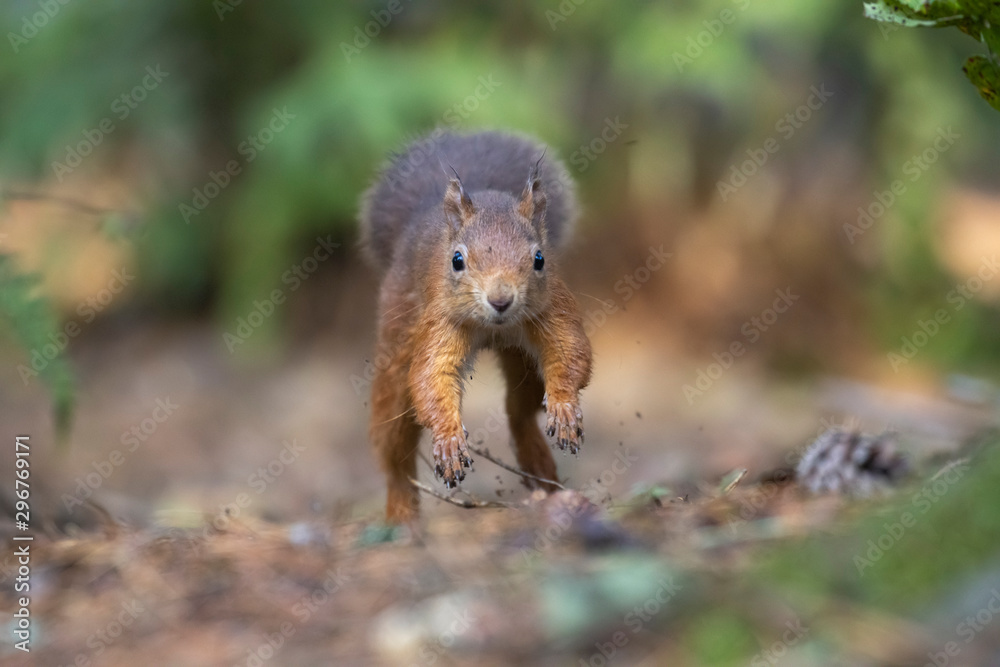 red squirrel, Sciurus vulgaris, running mid air along forest floor ground with pine cones/needles displaying running gait during autumn with orange and red colours in Scotland. red squirrel, Sciurus vulgaris, running mid air along forest floor ground with pine cones/needles displaying running gait during autumn with orange and red colours in Scotland.
