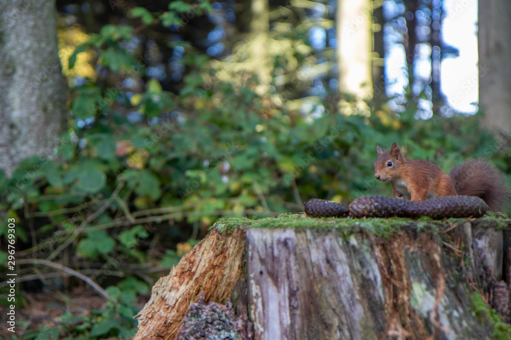 Red Squirrel, Sciurus vulgaris, sat on a tree stump covered in moss within a pine forest with background. Taken during autumn with orange and red in Scotland.