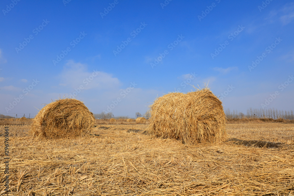 straw roll in the fields