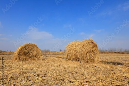 straw roll in the fields