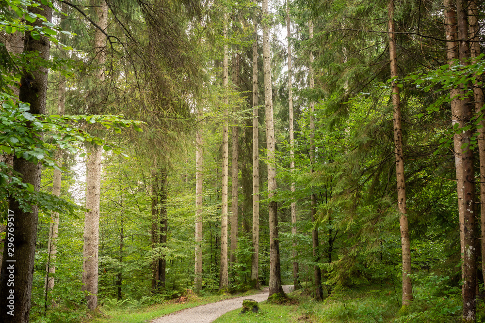 Many big trees in the forest, right in the middle is a path Many big trees in the forest, right in the middle is a path