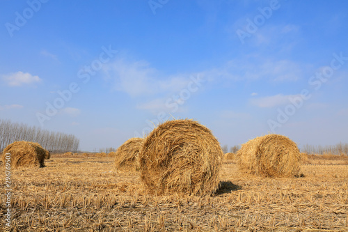 straw roll in the fields