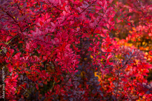 Red autumn leaves in the park on the bush