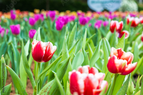 Colorful red tulip winter flower