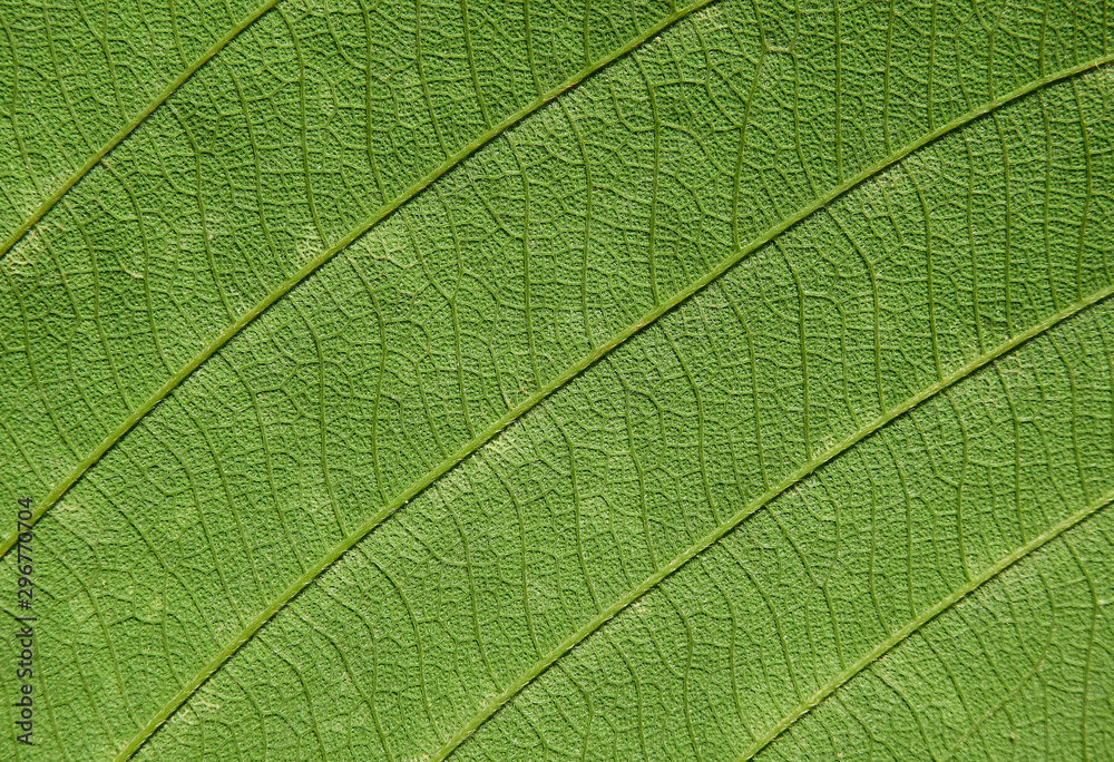 green leaves texture green leaves texture