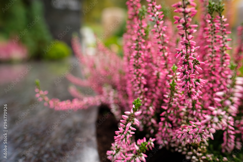 Rosa Calluna Blüten Rosa Calluna Blüten