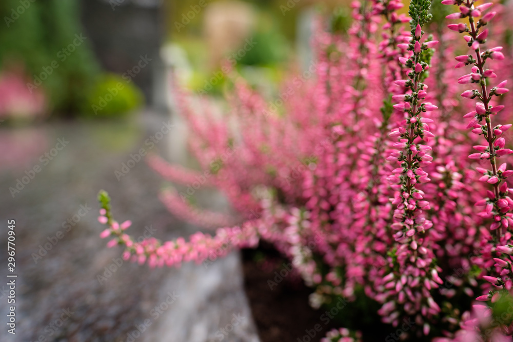 Obraz premium Calluna mit rosa Blüten