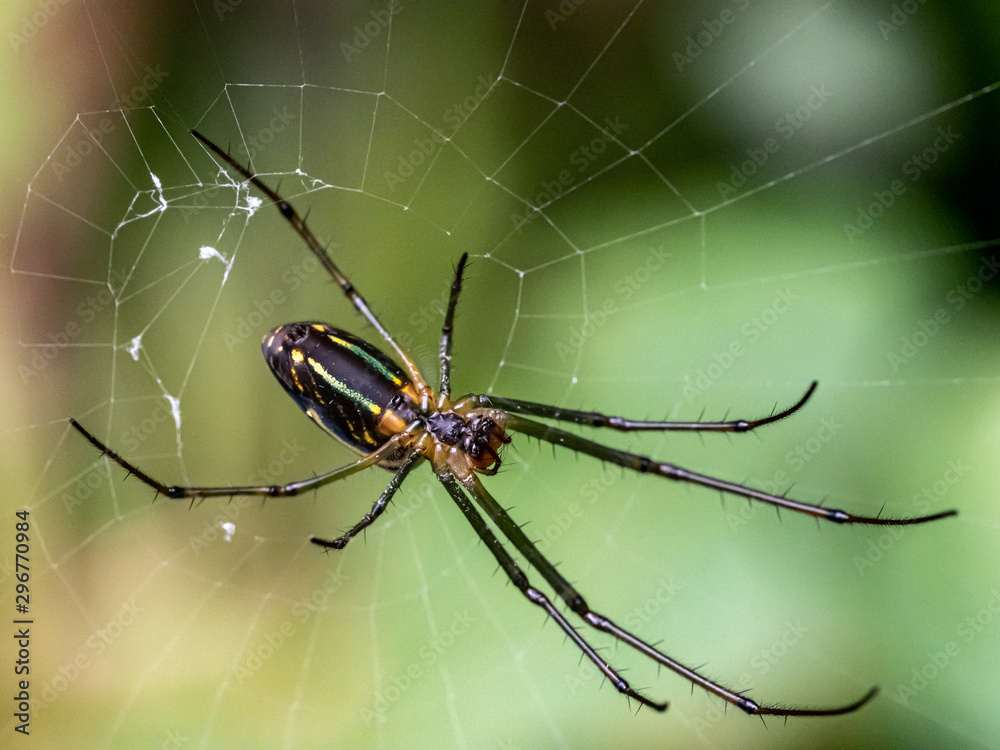 Tetragnathidae long-jawed orb weaver spider in a web 1 Tetragnathidae long-jawed orb weaver spider in a web 1