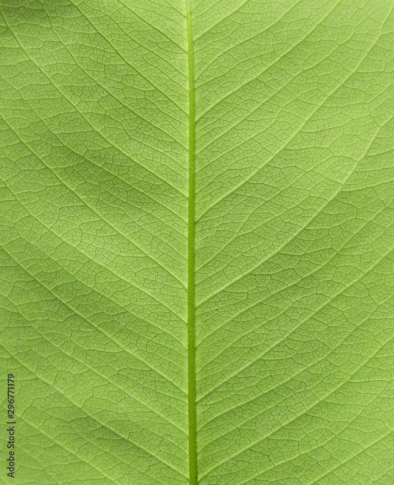 green leaf texture ( Golden shower, Indian laburnum, Pudding-pine tree, Purging Cassia green leaf texture ( Golden shower, Indian laburnum, Pudding-pine tree, Purging Cassia