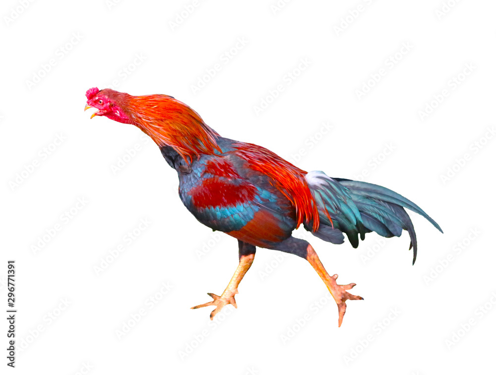 Fototapeta premium Rooster isolated on a white background 
