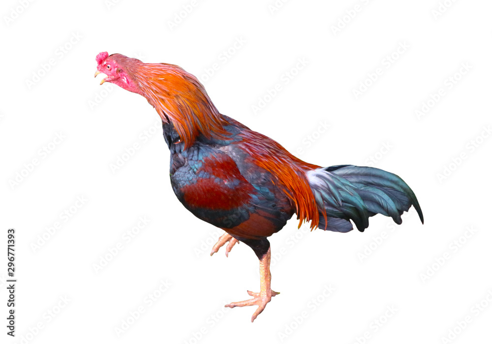 Fototapeta premium Rooster isolated on a white background