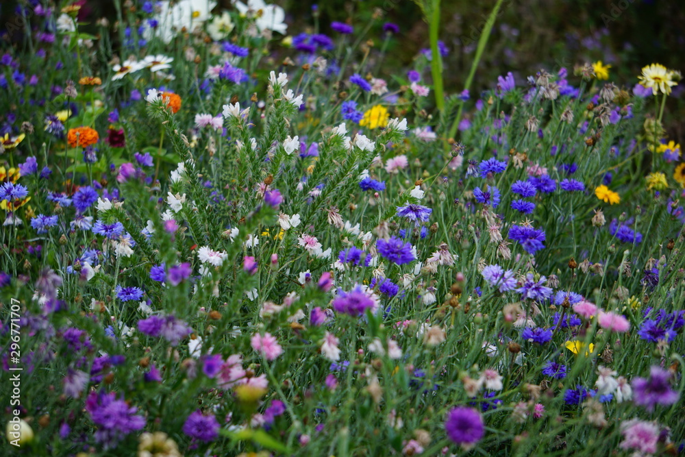 Flower meadow, flower garden, annuals Flower meadow, flower garden, annuals