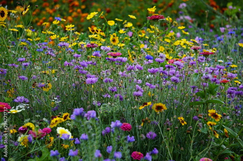 Flower meadow, flower garden, annuals