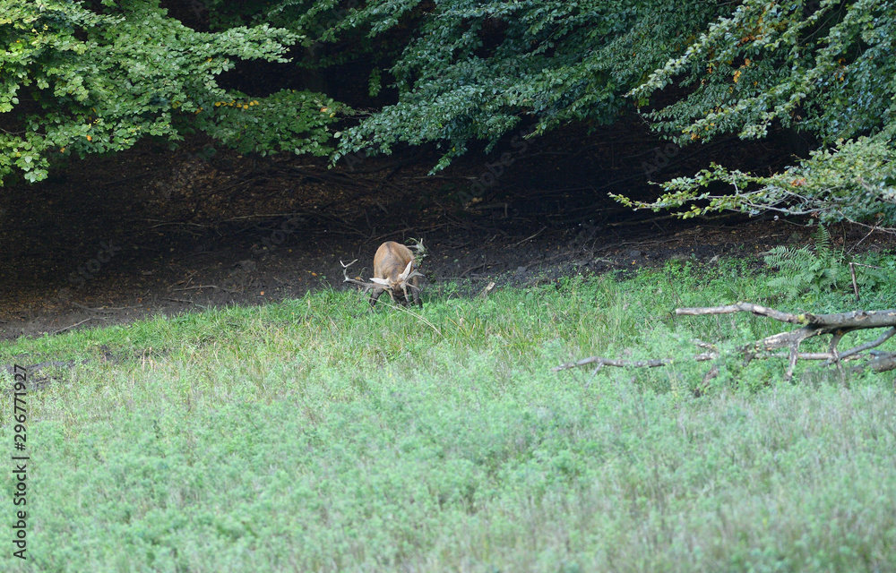 Fototapeta premium Deer stag in mating season is rolling in the mud on a meadow