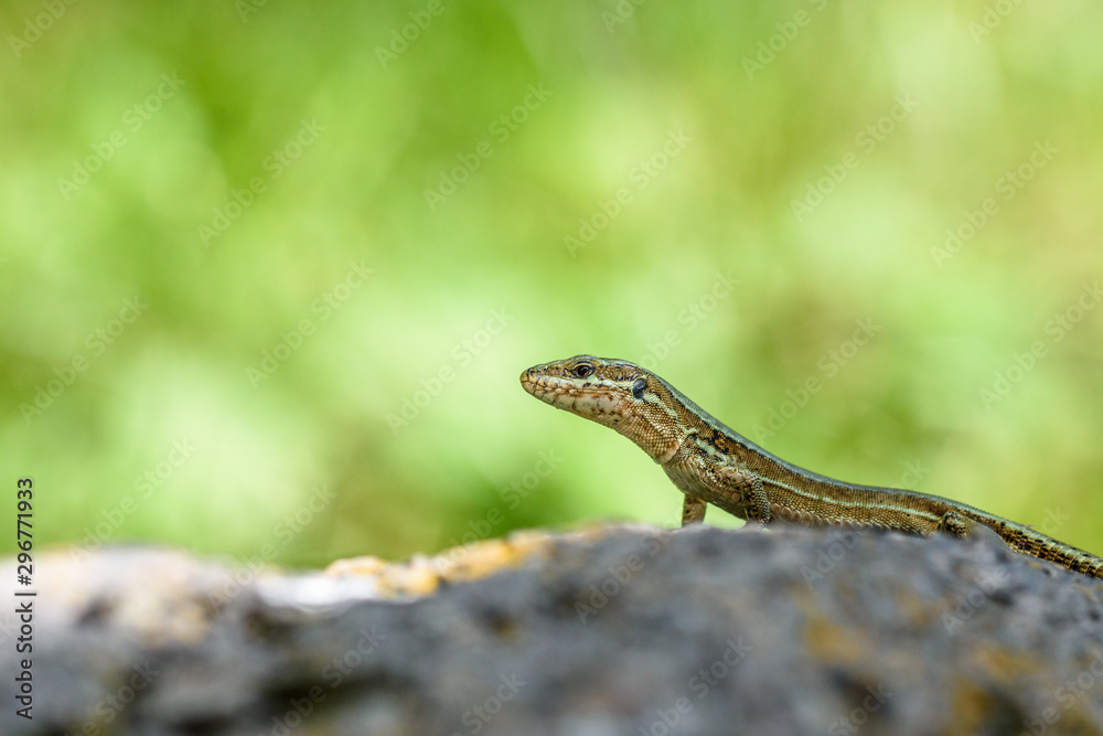 common wall lizard (Podarcis muralis) common wall lizard (Podarcis muralis)