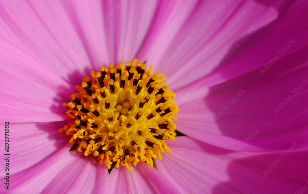 closeup yellow pollen of pink cosmos flower closeup yellow pollen of pink cosmos flower