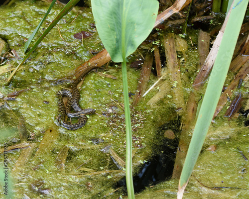 viperine water snake (Natrix maura) in situ on a water photo