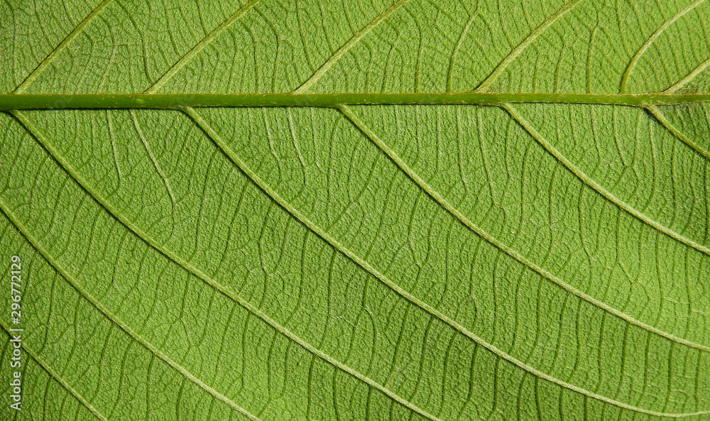 green leaves with vein texture green leaves with vein texture