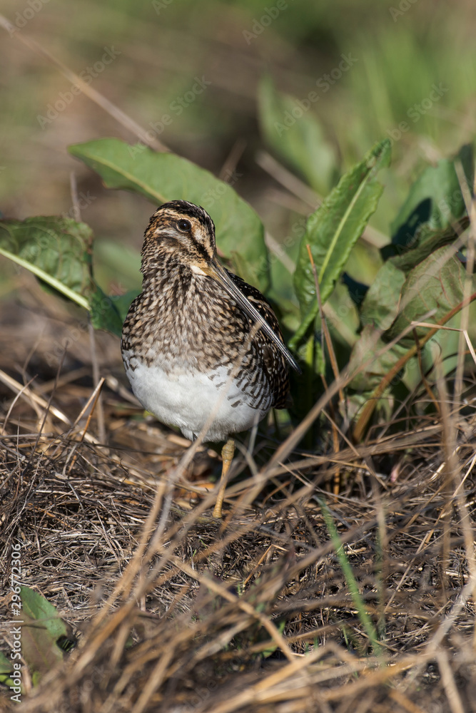 Fototapeta premium Bécassine des marais,.Gallinago gallinago, Common Snipe