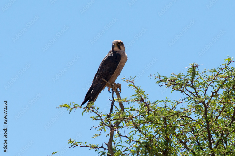 Faucon lanier,.Falco biarmicus, Lanner Falcon