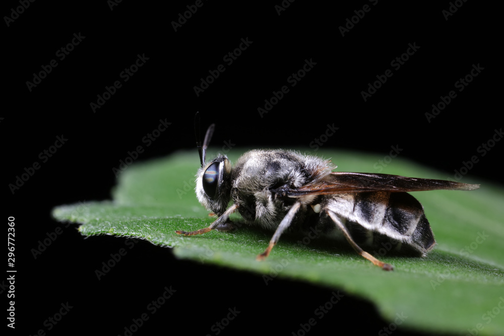 Diptera insects in nature