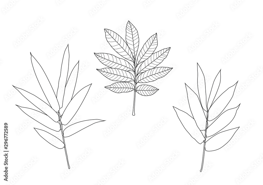 Fototapeta premium Leaves line single leaf and leaf pattern black Bring to color decorate on white background illustration vector