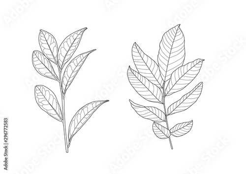 Leaves line single leaf and leaf pattern black Bring to color decorate on white background illustration  vector © nantana