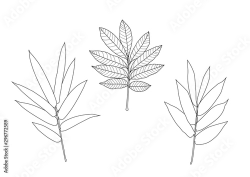 Leaves line single leaf and leaf pattern black Bring to color decorate on white background illustration  vector