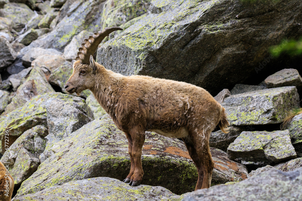 stambecco nel parco nazionale del Gran Paradiso stambecco nel parco nazionale del Gran Paradiso