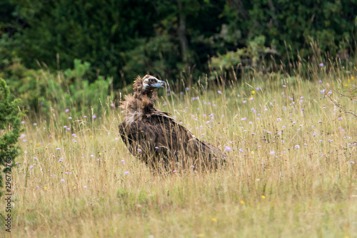 Vautour moine,.Aegypius monachus, Cinereous Vulture photo