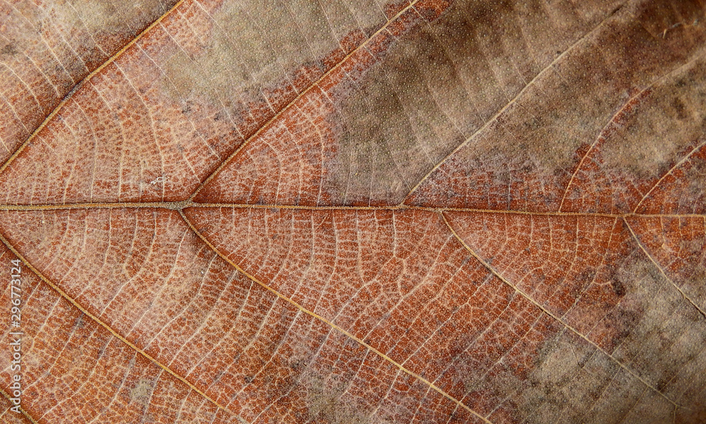 Fototapeta premium dry brown teak leaves texture