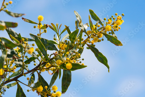 Blooming mimosa tree or acacia bunch over blue sky. Mimosa spring flowers easter background.