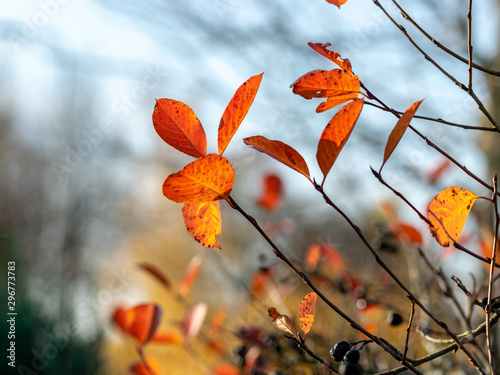 autumn picture with beautiful colored leaves, blurred background