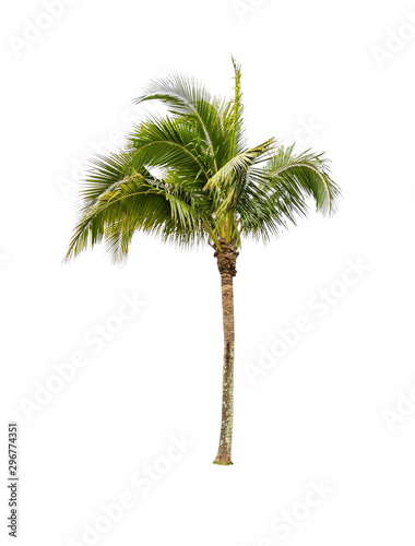 Coconut tree isolated on white background. Tree with fungus the green leaves are bent. Incomplete tree.