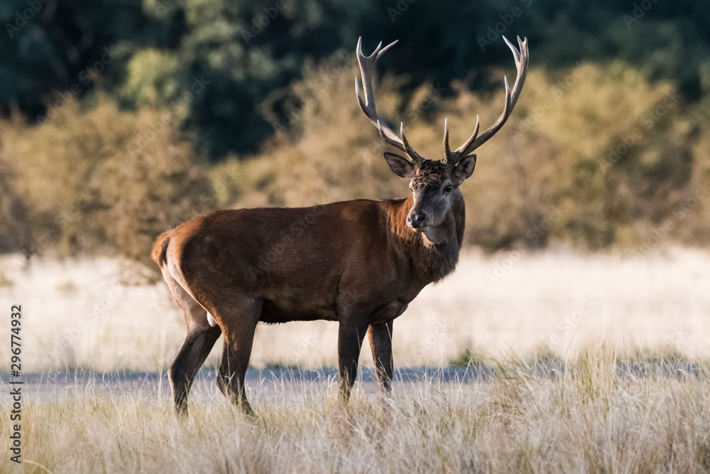 Red deer rut season, La Pampa, Argentina Red deer rut season, La Pampa, Argentina