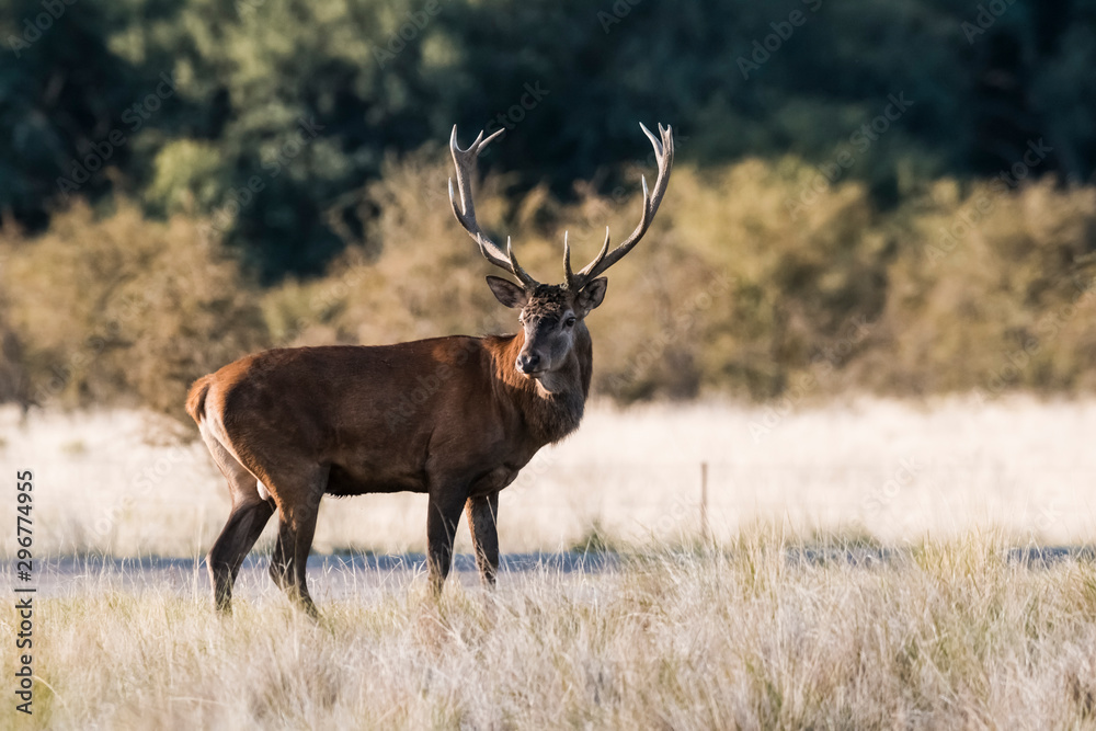 Red deer rut season, La Pampa, Argentina Red deer rut season, La Pampa, Argentina