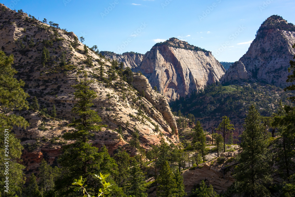 Pine Trees and White Rock Cliffs in Zion Backcountry
