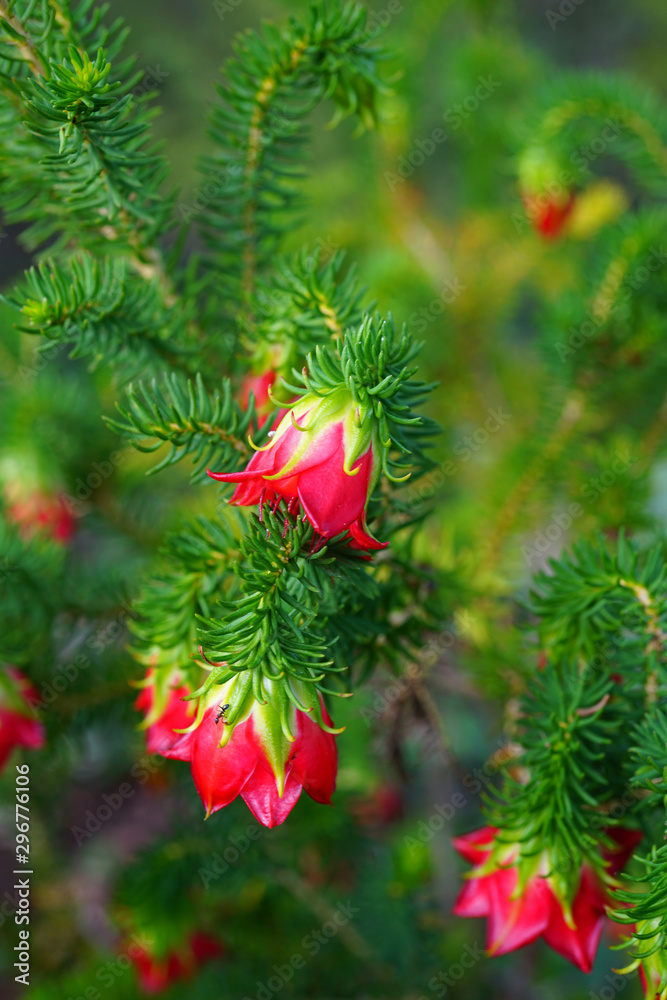View of a red Gillham’s Bell (Darwinia Oxylepis) flower in Australia
