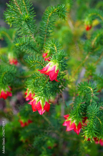 View of a red Gillham   s Bell  Darwinia Oxylepis  flower in Australia