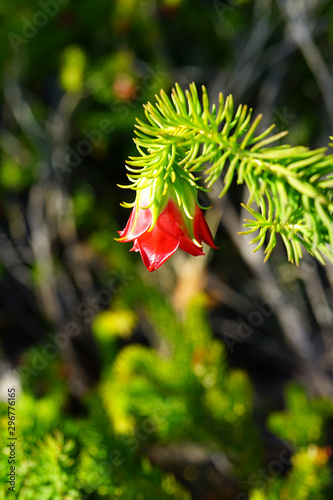 View of a red Gillham’s Bell (Darwinia Oxylepis) flower in Australia photo