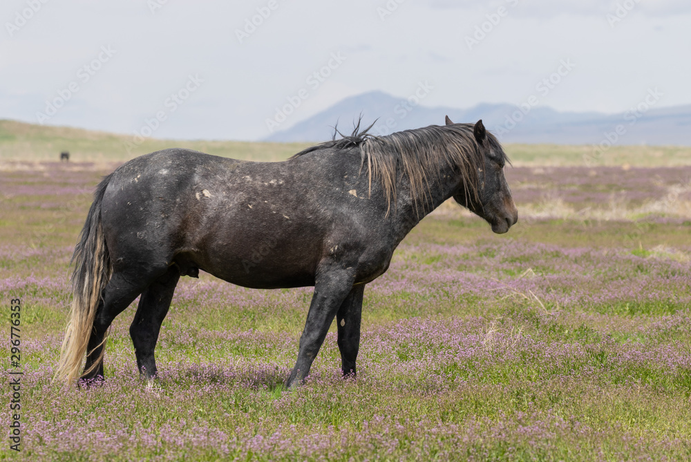 Beautiful wild Horse in Spring in the Utah desert Beautiful wild Horse in Spring in the Utah desert