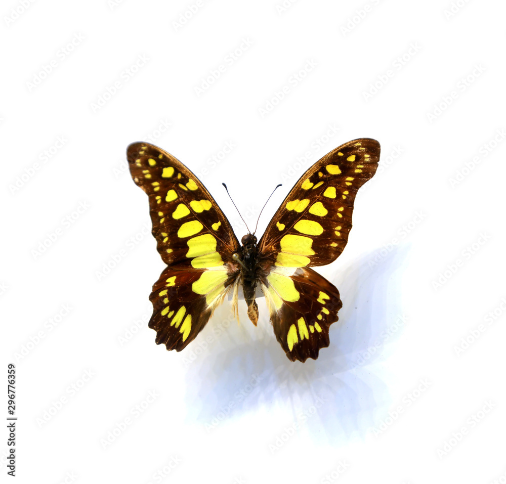beautiful butterflies in the white background beautiful butterflies in the white background