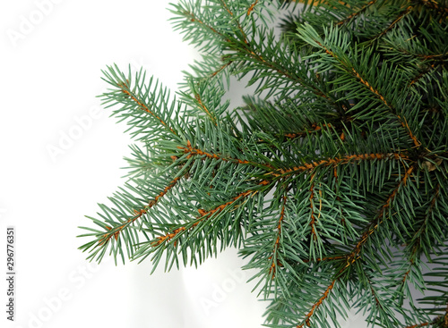 branches of blue spruce on a white background