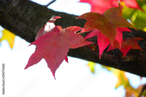 autumn leaves on a black background