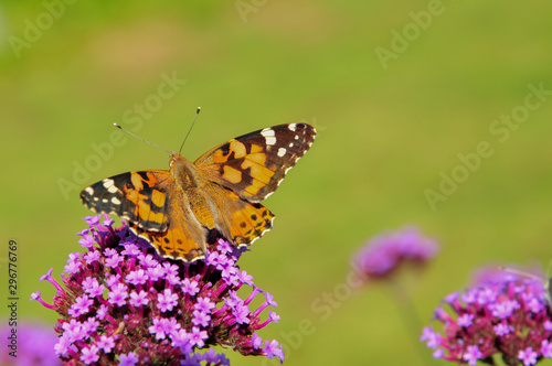 Painted Lady Butterfly © Tina Hankins
