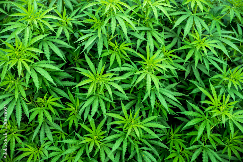 marijuana leaves background