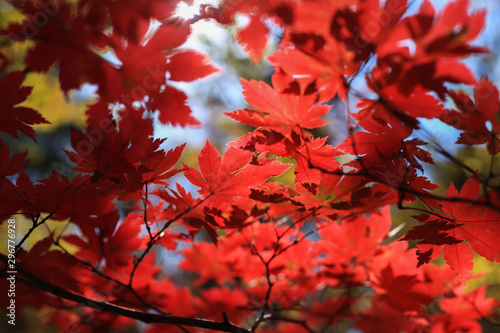 Red leaves of maple tree