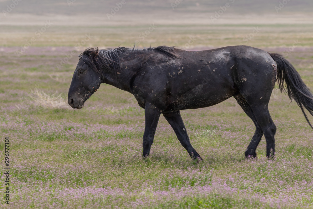 Beautiful wild Horse in Spring in the Utah desert Beautiful wild Horse in Spring in the Utah desert